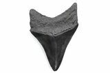 Serrated, Fossil Megalodon Tooth - South Carolina #370474-1
